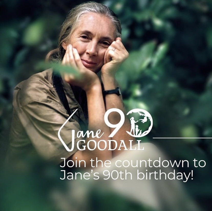 【プレスリリース】国連平和大使、動物行動学者ジェーン・グドール博士の 90歳の誕生日を祝うイベントを3月31日に開催  イベント当日はジェーン・グドール博士から日本に向けたメッセージ動画も公開