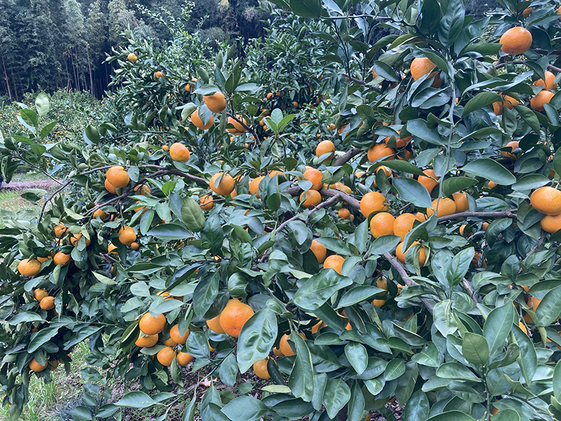 あきさわ農園で秋の農体験! 11月15日開催