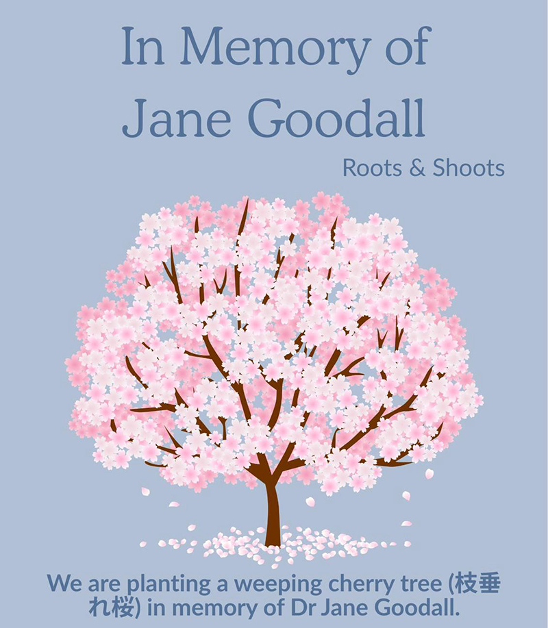 【寄付の募集】🌷子どもたちが植えたジェーンの木の周りにお花を植えたい